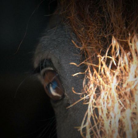 Sterrenhoeve Castricum Luaran gambar
