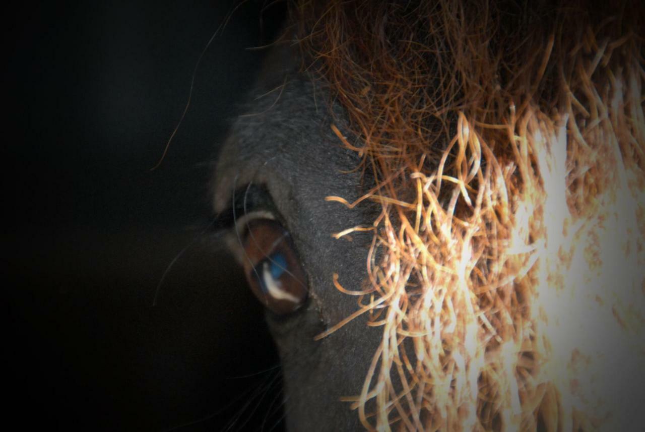 Sterrenhoeve Castricum Luaran gambar